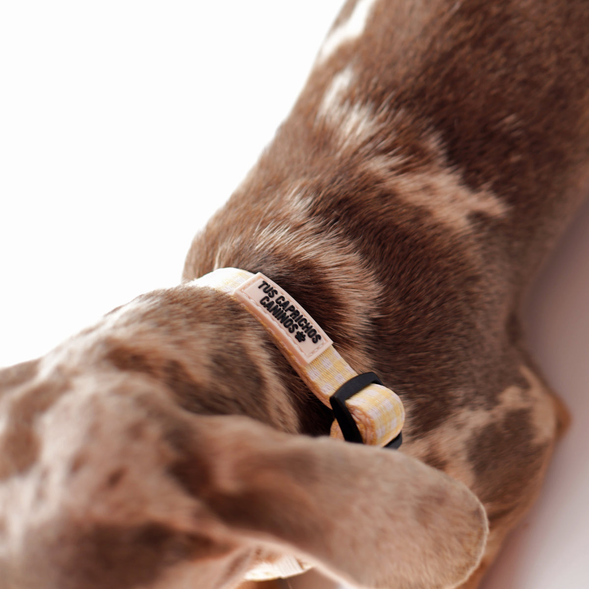 Collar Vichy Bloom