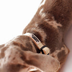 Collar Vichy Bloom