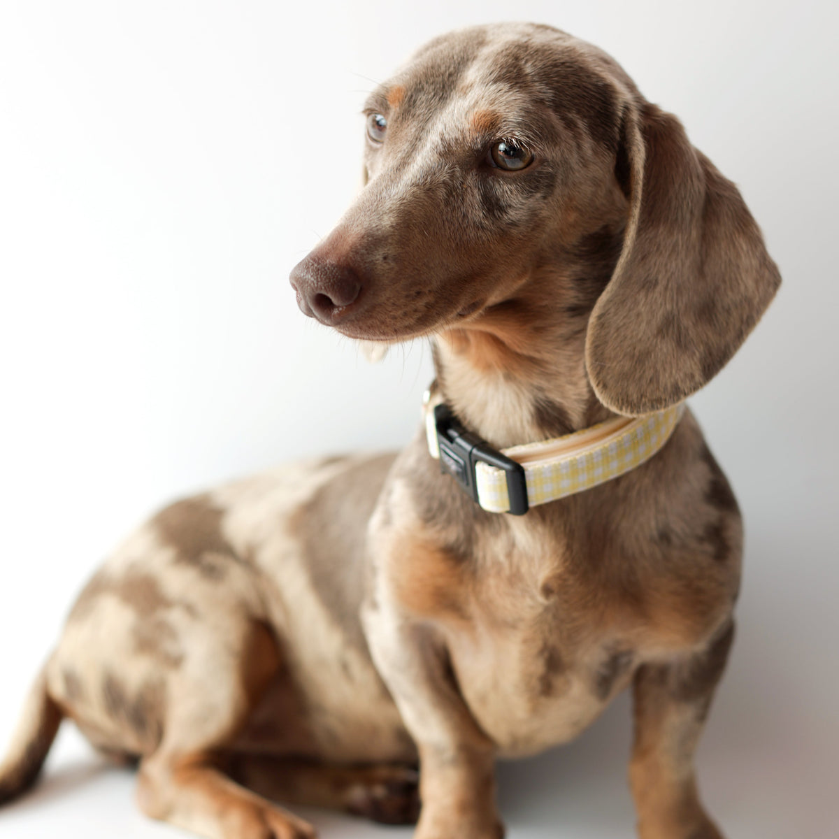 Collar Vichy Bloom