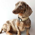 Collar Vichy Bloom